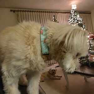 Meet your Posher, Roda